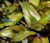 Coenagrion mercuriale