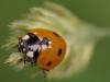 Coccinella septempunctata