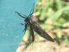 33784 – Photo : deedee – France (54)