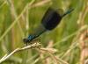 33685 – Photo : Michel Ehrhardt – France (68)
