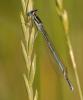 33673 – Photo : Michel Ehrhardt – France (68)