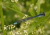 33779 – Photo : Michel Ehrhardt – France (68)