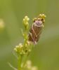 33751 – Photo : Michel Ehrhardt – France (68)