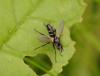 33701 – Photo : Michel Ehrhardt – France (68)