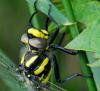 33345 – Photo : FATON Jean-Michel – France (26)