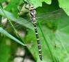 33346 – Photo : FATON Jean-Michel – France (26)