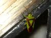 33100 – Photo : Arnaud Jean-Pierre – France (09)