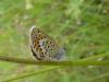 33037 – Photo : Arnaud Jean-Pierre – France (09)