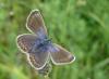 33035 – Photo : Arnaud Jean-Pierre – France (09)