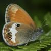 33250 – Photo : Jose Gouget – France (24)