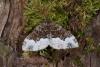 33274 – Photo : Samuel DUCEPT – France (86)