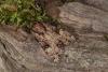 33340 – Photo : Samuel DUCEPT – France (86)