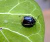 Canthophorus impressus