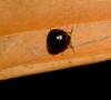 Coptosoma scutellatum