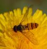 33548 – Photo : Rebeyrol Christian – France (79)