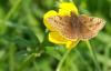 33096 – Photo : Picq Christophe – France (86)