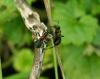 33383 – Photo : Patrick Straub – France (68)