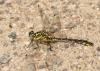 33926 – Photo : Pierre SENGEZ – France (33)