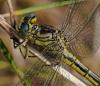 33135 – Photo : FATON Jean-Michel – France (26)