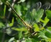 33132 – Photo : FATON Jean-Michel – France (26)