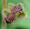 33807 – Photo : FATON Jean-Michel – France (26)