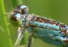 Ischnura pumilio