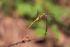 33895 – Photo : microbe – France (20)