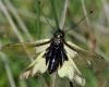 33647 – Photo : FATON Jean-Michel – France (26)