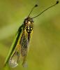 33862 – Photo : FATON Jean-Michel – France (26)