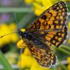 33652 – Photo : FATON Jean-Michel – France (26)