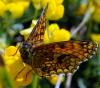 33653 – Photo : FATON Jean-Michel – France (26)