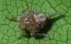 33441 – Photo : Gerard Euziere – France (06)