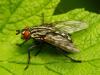 33111 – Photo : Denys Liger – France (27)
