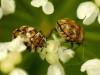 33056 – Photo : Denys Liger – France (27)