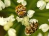 33057 – Photo : Denys Liger – France (27)