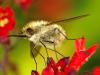 33199 – Photo : Denys Liger – France (27)
