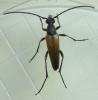 Stenurella melanura