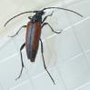 Stenurella melanura