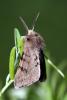 33633 – Photo : Vincent Derreumaux – France (04)