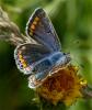 33089 – Photo : Pelouard – France (72)