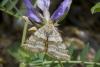 33241 – Photo : pendruc – France (83)