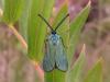 33168 – Photo : jeromebubu – France (09)