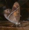 33858 – Photo : Alexandre Vinot – Guyane française