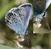 33745 – Photo : FATON Jean-Michel – France (26)