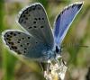 33744 – Photo : FATON Jean-Michel – France (26)