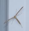 33314 – Photo : Picq Christophe – France (86)