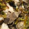 33156 – Photo : Vincent Derreumaux – France (84)