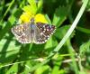 33620 – Photo : Picq Christophe – France (86)