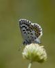 33551 – Photo : Fred Chevaillot – France (38)