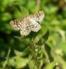 33553 – Photo : Picq Christophe – France (86)